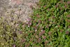 Stauden Gänge 3 x Thymus praecox 'Red Carpet‘ - Roter Produktbild-Vorschau 5