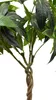 Glückskastanie 60 cm künstlich wie echt Kunstbaum Produktbild-Vorschau 3