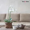 KOTARBAU® Lot de 6 supports de plantes Transparent PVC 55 Voir les images du produit 7