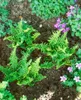 Dryopteris affinis, Goldschuppenfarn, ca. 9x9 cm Topf Produktbild-Vorschau 5