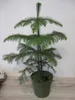 Araucaria heterophylla - Zimmertanne - Norfolktanne - Produktbild-Vorschau 1