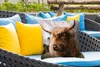 MuchoWow® Outdoor Kissen - Schottisches Hochlandrind - Produktbild-Vorschau 4