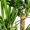 Yucca Elephantipes géant, plante d'intérieur, Ø24cm, Voir les images du produit 3