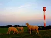 Calvendo Schafe am Leuchtturm 1000 Teile Puzzle quer Produktbild-Vorschau 2