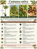 Esskastanie Castanea sativa 100–120 cm – winterharter Produktbild-Vorschau 2