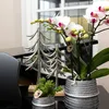 Kolibri Orchideje – bílá orchidej Phalaenopsis, minerální Náhled obrázku produktu 3