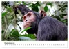 UGANDA - Berggorillas & Chimps (Wandkalender 2027 DIN A4 Produktbild-Vorschau 11