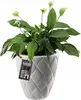 A white decorative pot with a peace lily plant inside, against a white background. A product tag is attached to the pot. Náhľad obrázku produktu
