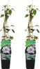 Bloomique - 2er-Set - Clematis Miss Bateman - Waldrebe - Produktbild-Vorschau 1