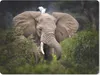 MuchoWow® Mauspad Mousepad Elefant - Reiher - Pflanze 23x19 Produktbild-Vorschau 1
