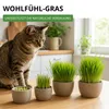Katzengras  Samen - Avena sativa und Lolium perenne - Produktbild-Vorschau 5