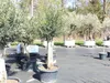 Olivenbaum Olive "60 Jahre" 200 - 240 cm, beste Qualität, Produktbild-Vorschau 4