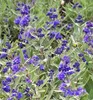 Bartblume ´KEW BLUE´ 20-30 cm, Cont. 2,5 l Produktbild-Vorschau 1