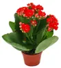 Mini-Kalanchoe „Rosalina“ – Set mit 3 verschiedenen Produktbild-Vorschau 4