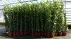 4 Stück Efeu Pflanze Hedera helix 180 - 200 cm Pyramide Produktbild-Vorschau 1