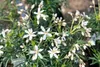 Choisya ternata 'White Dazzler', Orangenblume, weiß, 30–40 Produktbild-Vorschau 4