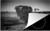 KitchenYeah© Herdabdeckplatte Elefant - Einfarbig - Tiere - Produktbild-Vorschau 1