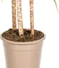Smocze drzewo - Dracaena marginata "Sunray" - Sunray - Podgląd zdjęcia produktu 6