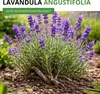 Lavendel Echter Samen - Lavandula angustifolia - Produktbild-Vorschau 2