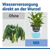 Maximex Selbstbewässernde Pflanztöpfe, 15-teiliges Set, Produktbild-Vorschau 5