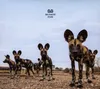 Balthazar: Fever Produktbild-Vorschau 1