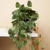 Bloomique - Scindapsus Pictus - Srebrzyk - Roślina Podgląd zdjęcia produktu 2