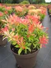 Pieris japonica Forest Flame - japanische Lavendelheide - Produktbild-Vorschau 4