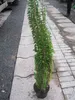 Hedera helix Erecta - Efeu Erecta - 60-80cm Produktbild-Vorschau 1