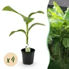 GreenboutiQ - Obstpflanze - Bananenpflanze - Musa Basjoo - Produktbild-Vorschau 2