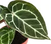 Dehner Herzblattblume, Anthurium crystallinum, Produktbild-Vorschau 2