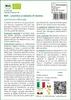 SAFLAX  -- Levistico o sedano di monte - 100 semi - Con Anteprima dell’immagine prodotto 3