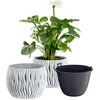 A calla lily plant in a decorative pot, with two additional empty pots in front of it. Produktbild-Vorschau