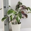 A Calathea Fusion White plant in a white pot, with a ruler for scale. Anteprima dell’immagine prodotto