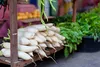 SAFLAX Set regalo - BIO - Ravanello - Daikon giapponese - Anteprima dell’immagine prodotto 9