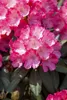 Rhododendron yakushimanum 'Sonatine', rosa Blüten, 25–30 cm Produktbild-Vorschau 1