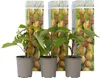 Three potted kiwi plants are displayed in front of a background image of kiwis. Produktbild-Vorschau