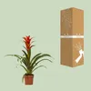 Bromelie – Guzmania Ostara – Zimmerpflanze – Ø12cm – ↕45cm Produktbild-Vorschau 3