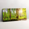 Wald in der Sonne – Leinwandbild Wandbild – 100x50 cm – Produktbild-Vorschau 1