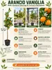 Arancio Vaniglia 100–120 cm – Vanilleorange (Citrus Podgląd zdjęcia produktu 2