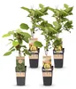 Actinidia Weiki & Golden Kiwi - Kiwiplant - 1 Mannelijke - Productafbeelding-voorbeeld 2