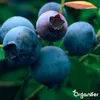 Blaubeerdünger Flüssig 3x1L – 2-1-8 NPK – Flüssigdünger Für Produktbild-Vorschau 9