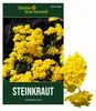 Steinkraut Goldkörbchen Samen - Alyssum saxatile - Produktbild-Vorschau 1
