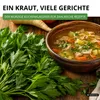 Liebstock Maggikraut Samen - Levisticum officinale - Produktbild-Vorschau 6