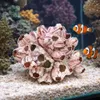 Seepocke 20 cm echte Barnacle Meeresdeko Maritim Produktbild-Vorschau 6