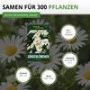 Gänseblümchen Einfach weiß Samen - Bellis perennis - Produktbild-Vorschau 3