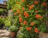 Campsis 'Indian Summer' 50–70 cm – Trompetenblume – Produktbild-Vorschau 3