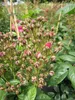 Kletterrose Perfumy Siluetta ® - Rosa Perfumy Siluetta ® - Produktbild-Vorschau 2