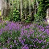 Lawenda wąskolistna - 12 szt - Lavandula angustifolia - Podgląd zdjęcia produktu 5