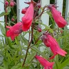 6 x Großblütiger Bartfaden  - Penstemon 'Andenken An Produktbild-Vorschau 1