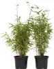 Two potted bamboo plants are shown against a white background. Produktbild-Vorschau